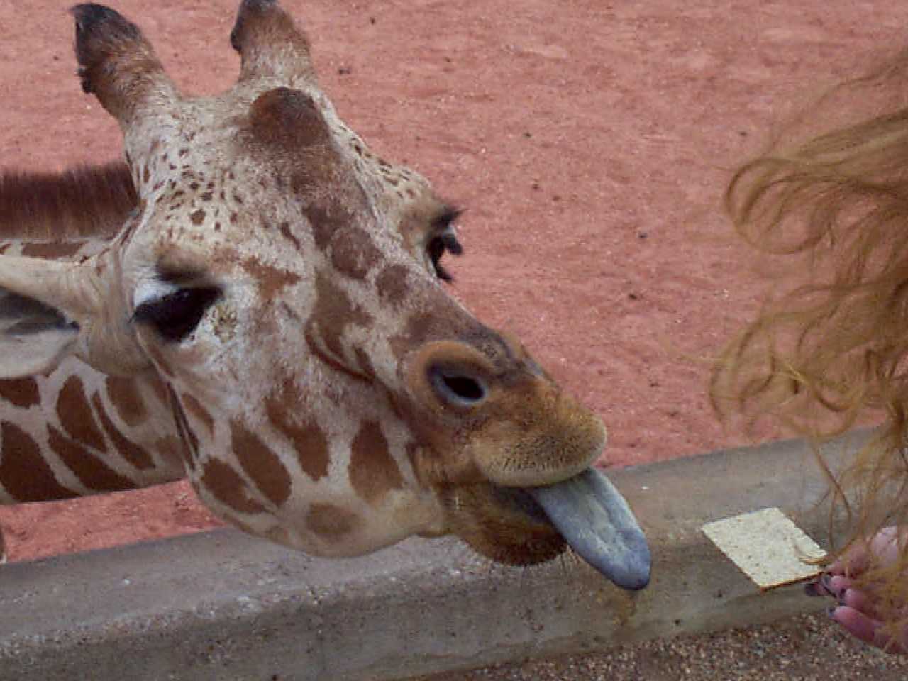 a cute giraffe