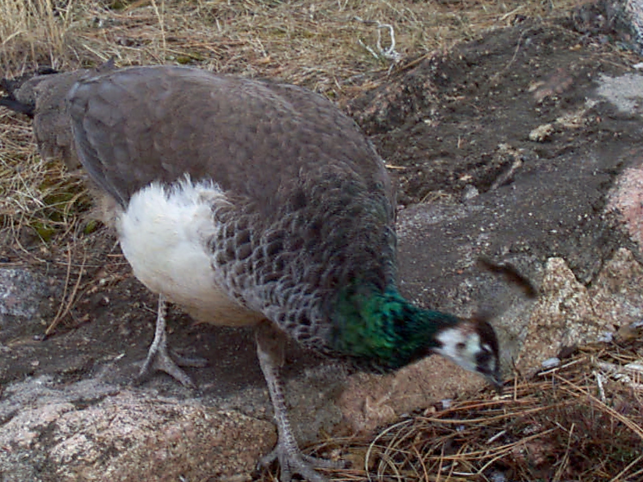 a pretty peacock